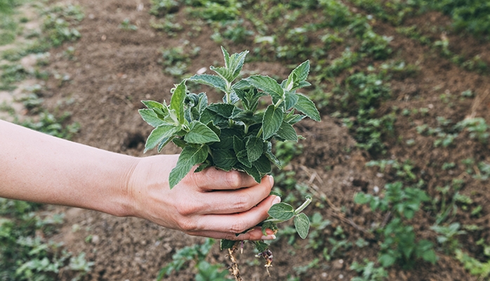 Agriculture : un nouveau régime pour l’assurance récolte